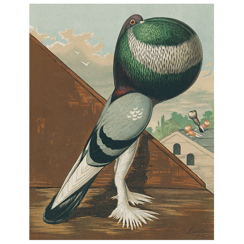 Pouter Cock Pigeon, Green (p 27)