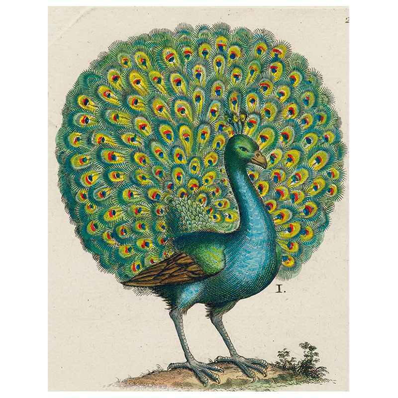 Coy Peacock (p 29)