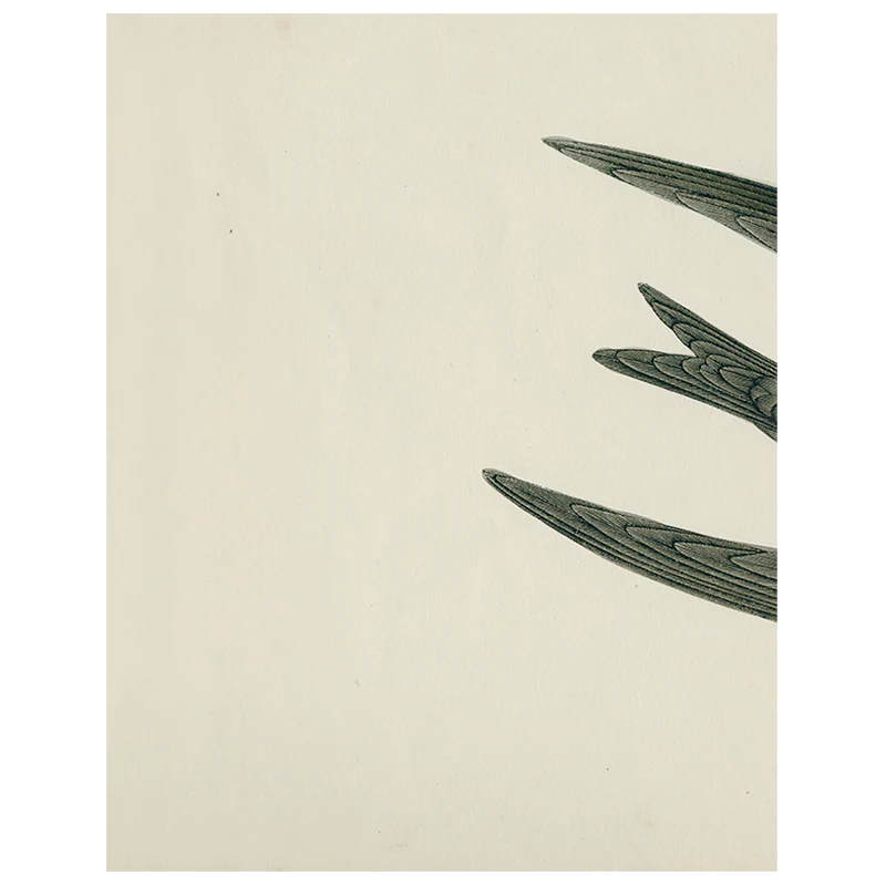 Swift Bird (Swallow) (p 45)