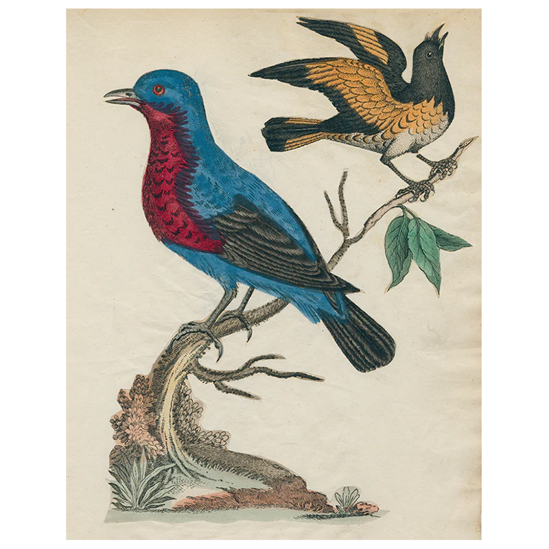 American Red Start (Facing Right) (p 54)