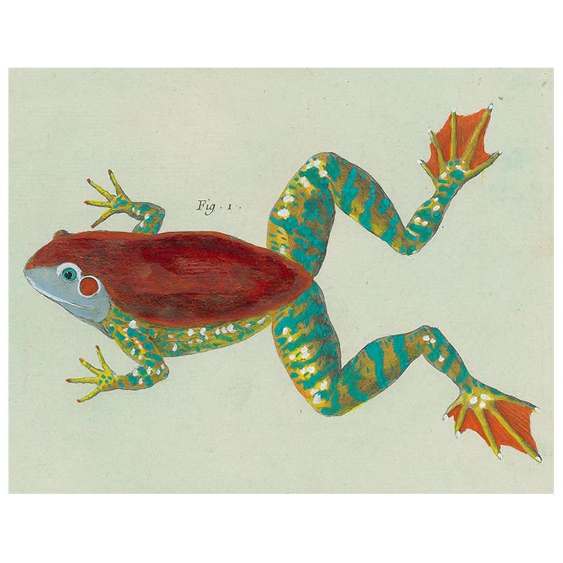 Frog (p 73)