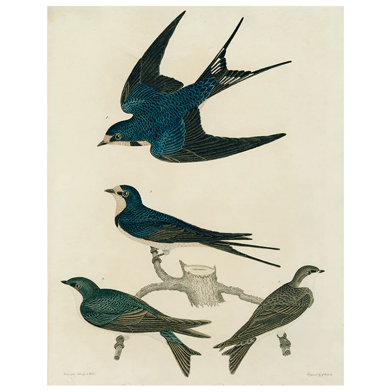 Barn Swallow (p 78)