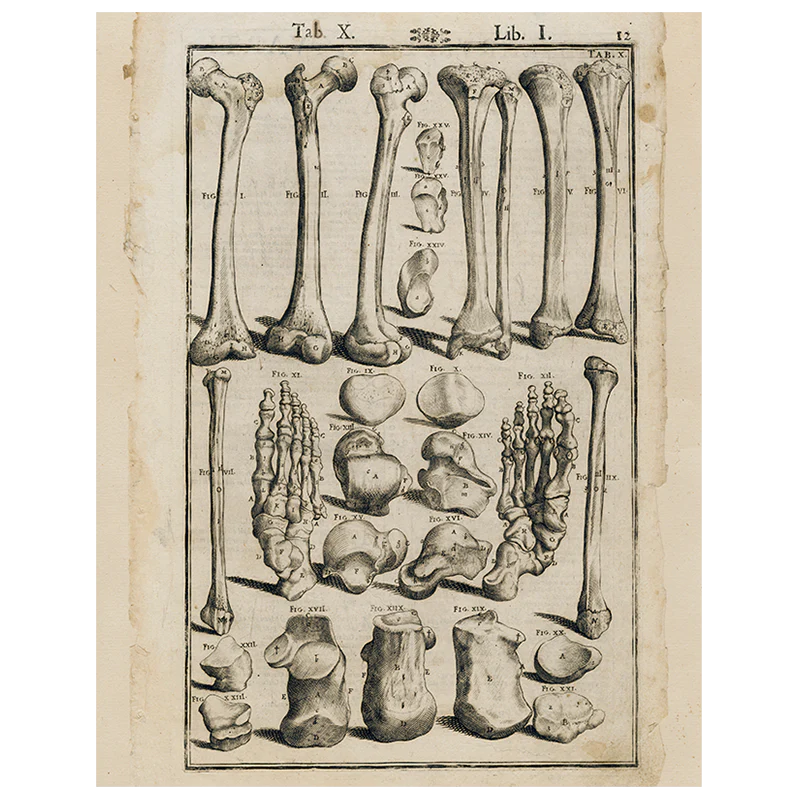 Bones (p 83)