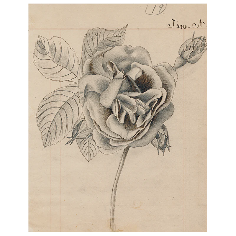 Rose (p 86)
