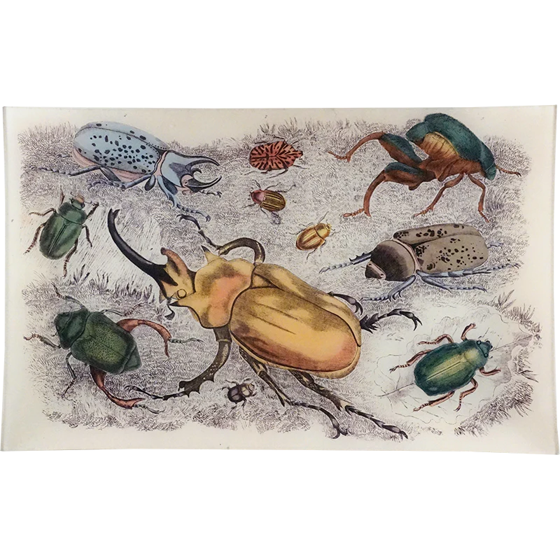Beetles