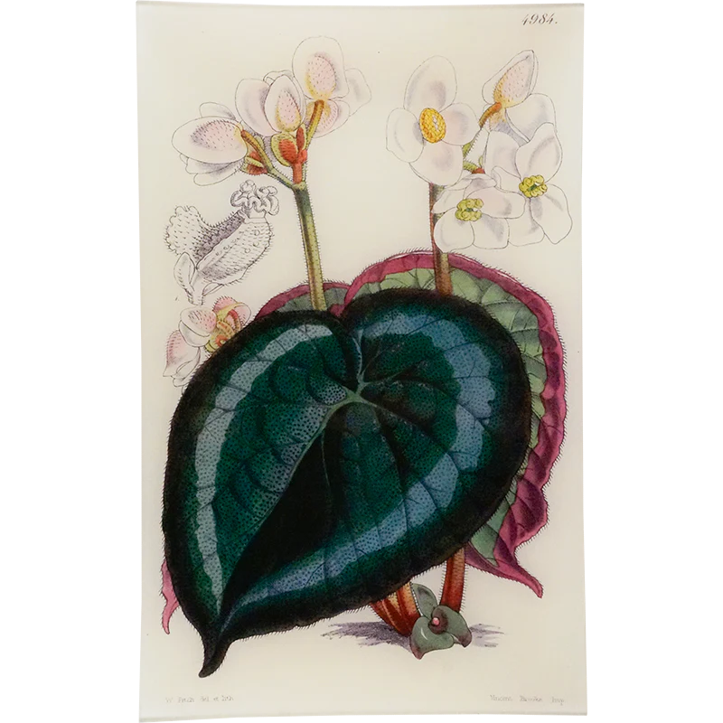 Begonia Griffith