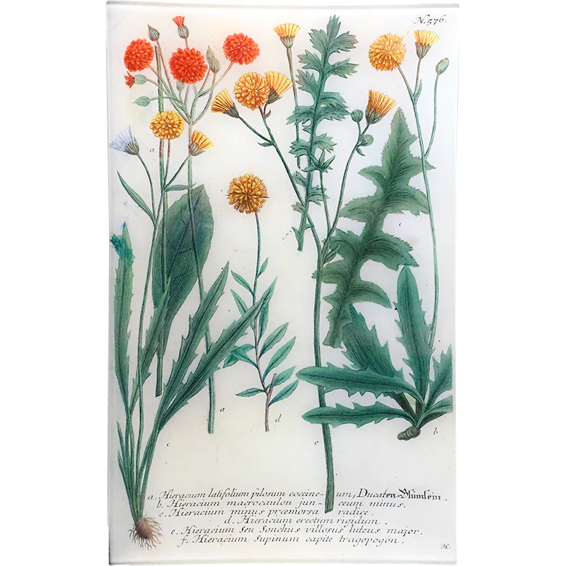N. 576 Mixed Hawkweed