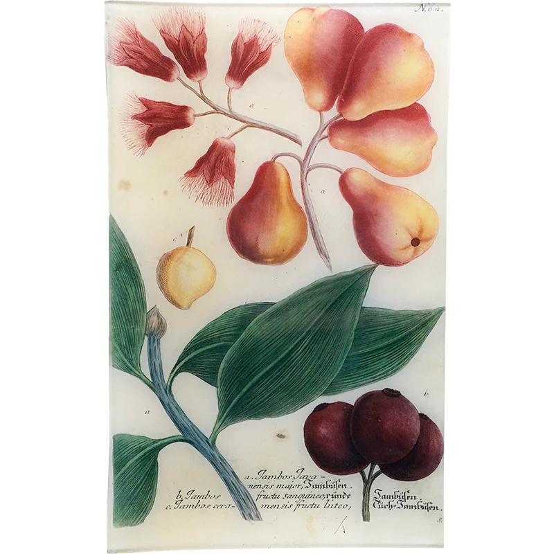 N. 601 Rose-apple