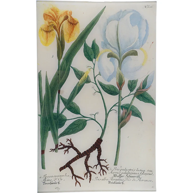 N. 606 Yellow Iris