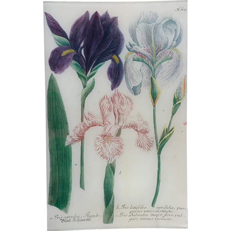 N. 607 Flamed Iris