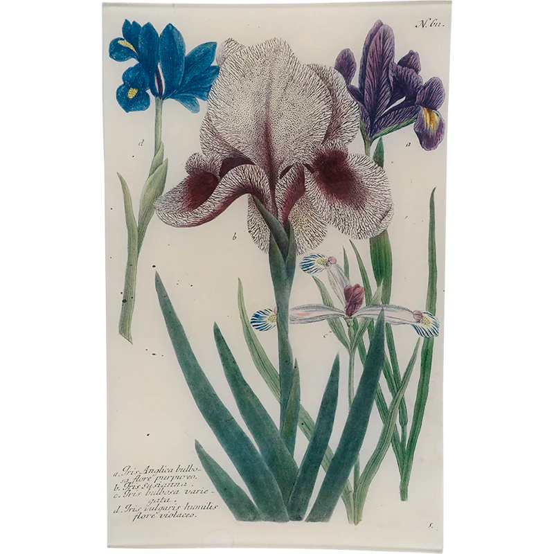 N. 611 Mourning Iris