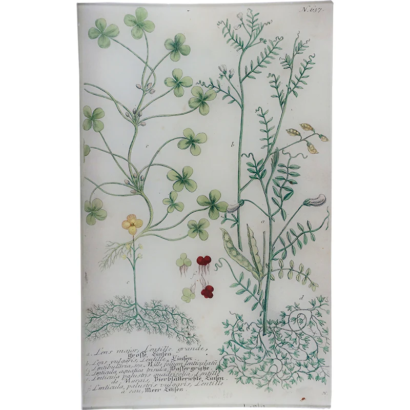 N. 637 Lentille