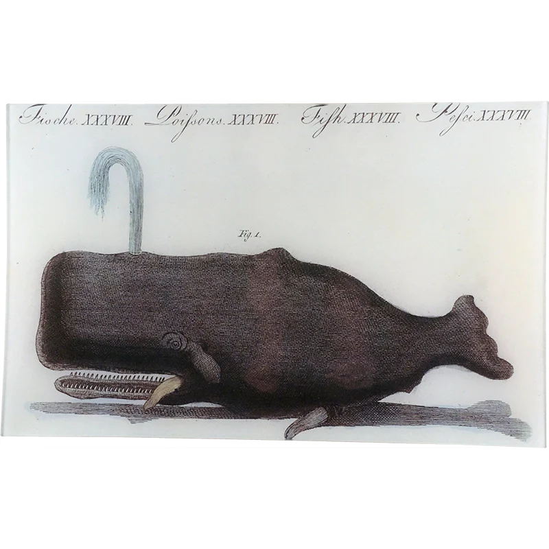 Whale Fig. 1
