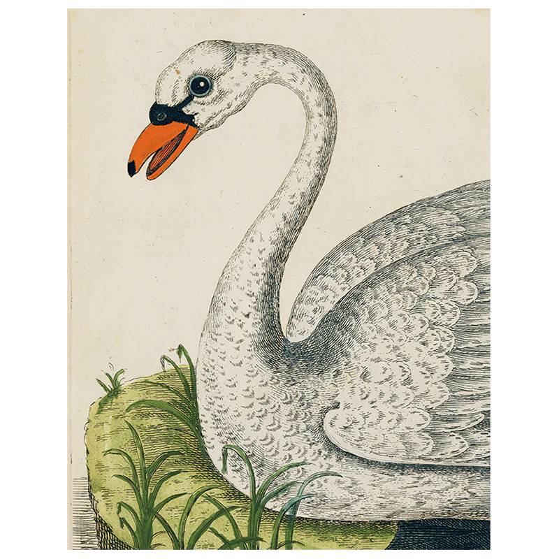Swan (p 101)