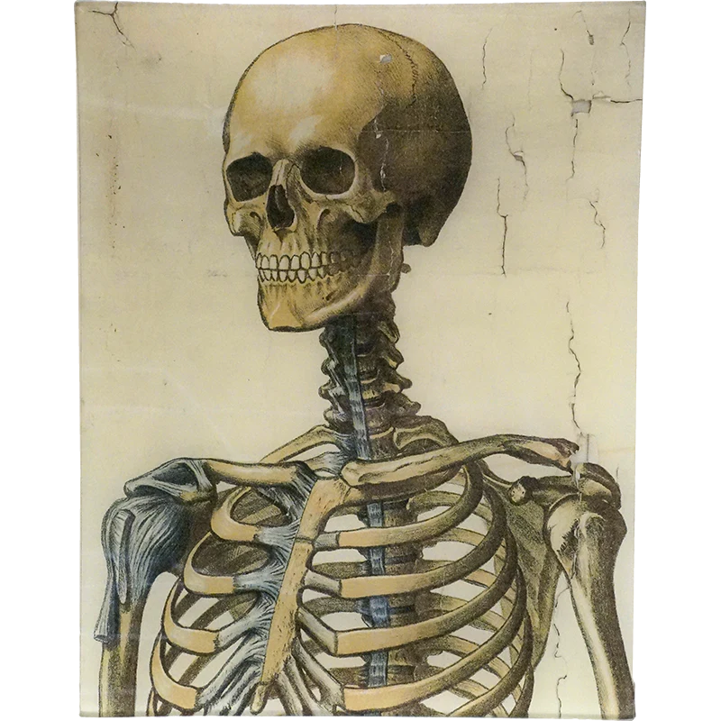 Skeleton