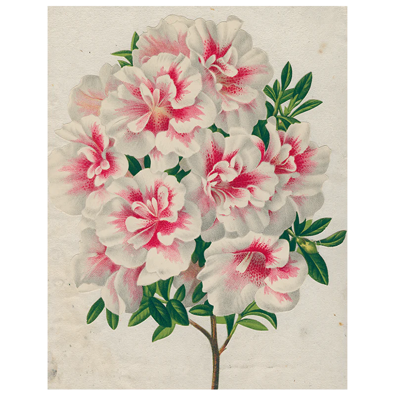 Azalea (p 115)