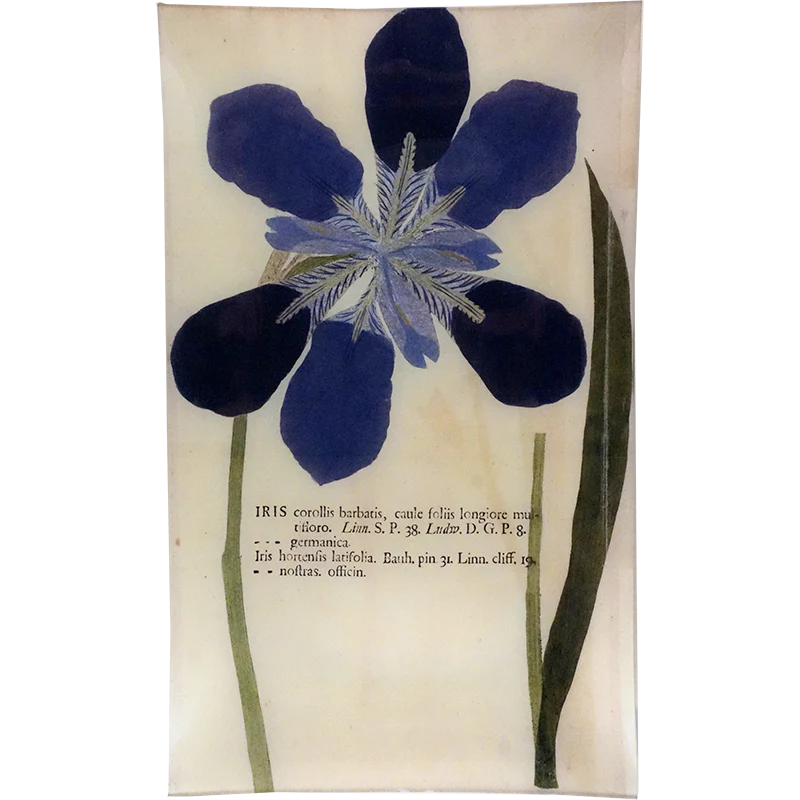 Five Iris
