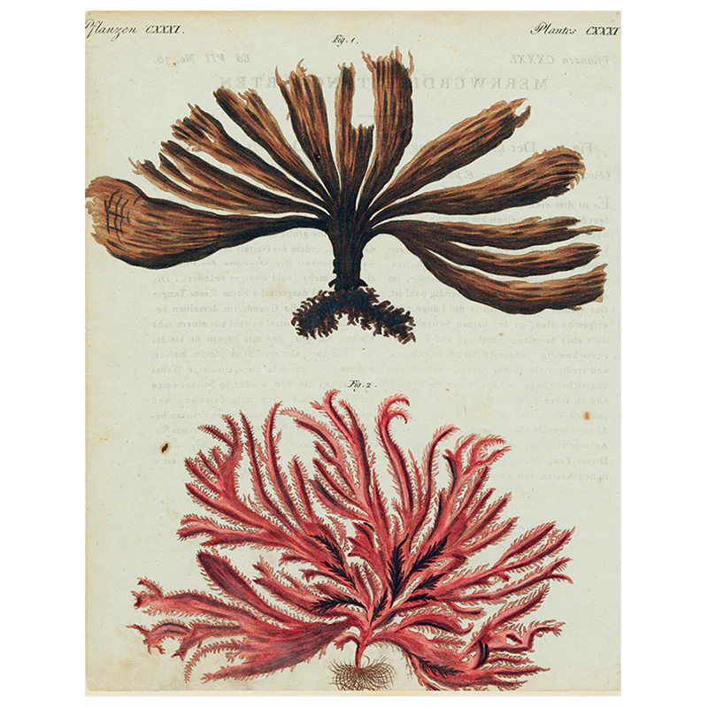 Brown and Red Seaweed (p 121)