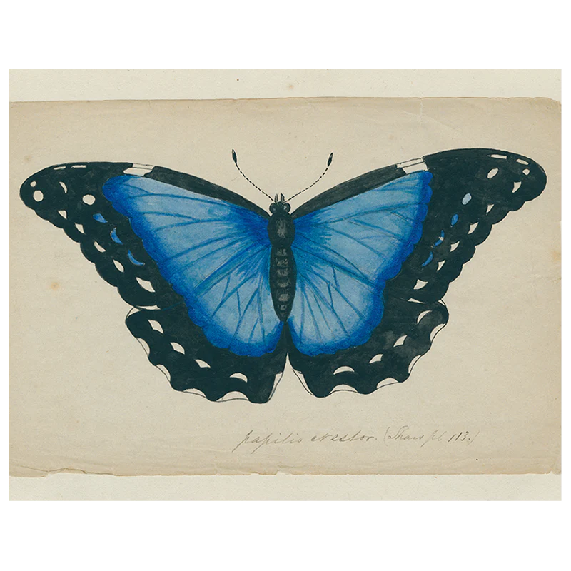Blue Butterfly (p 125)