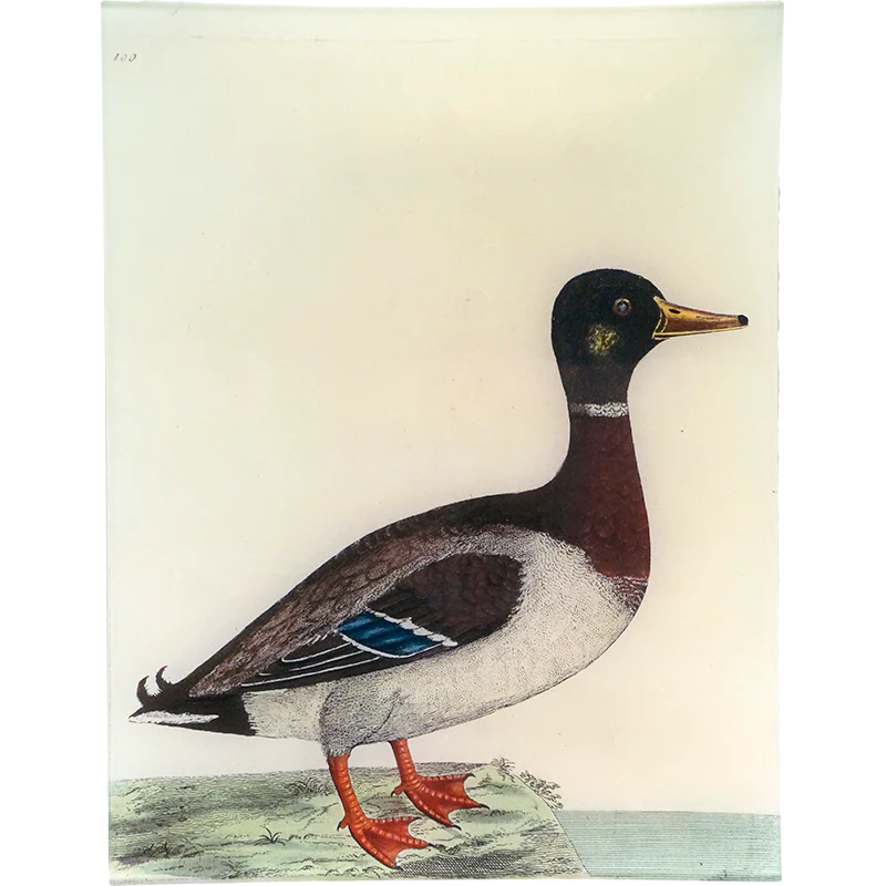 #47 - The Mallard
