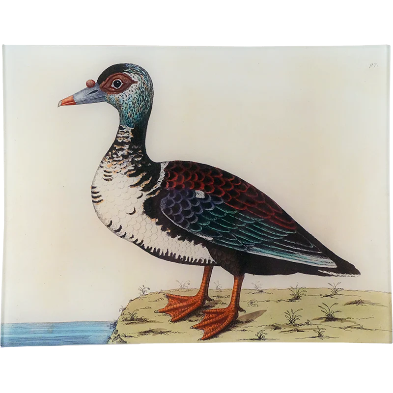 #48 - Muscovy Duck