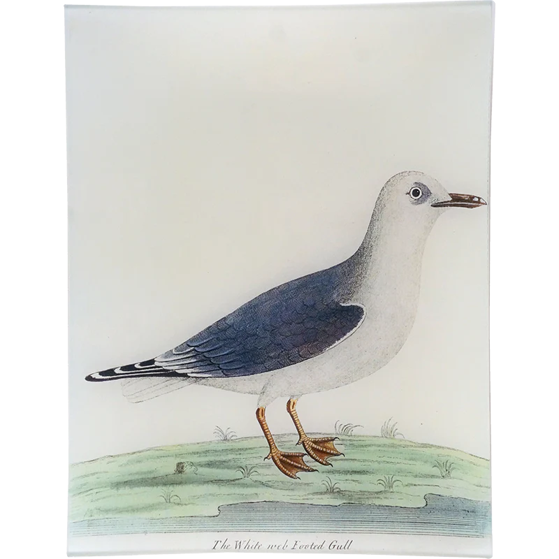 #55 - White Web Footed Gull