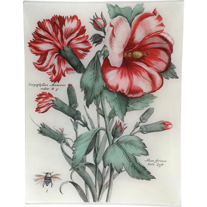 Caryophyllus Maximus