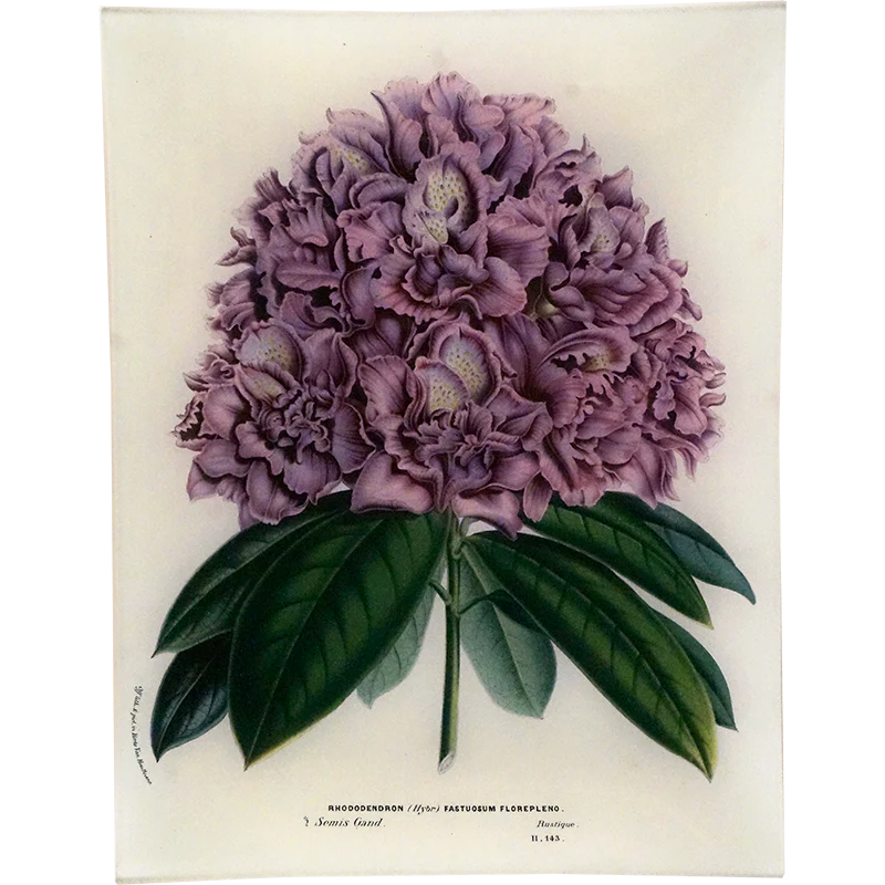 Rhododendron Fastuosum