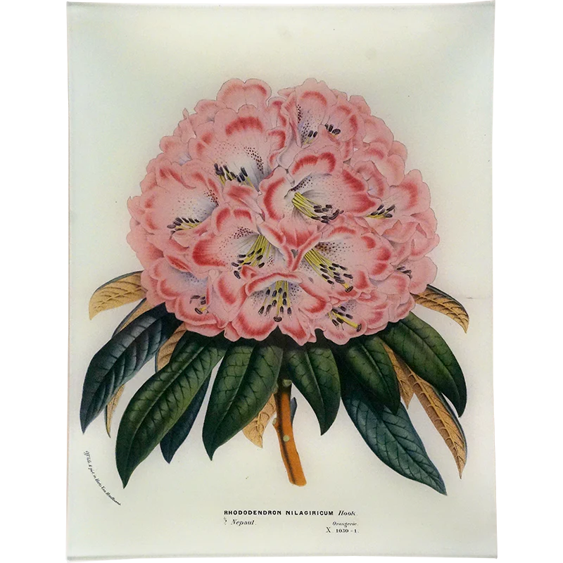 Rhododendron Nilagiricum