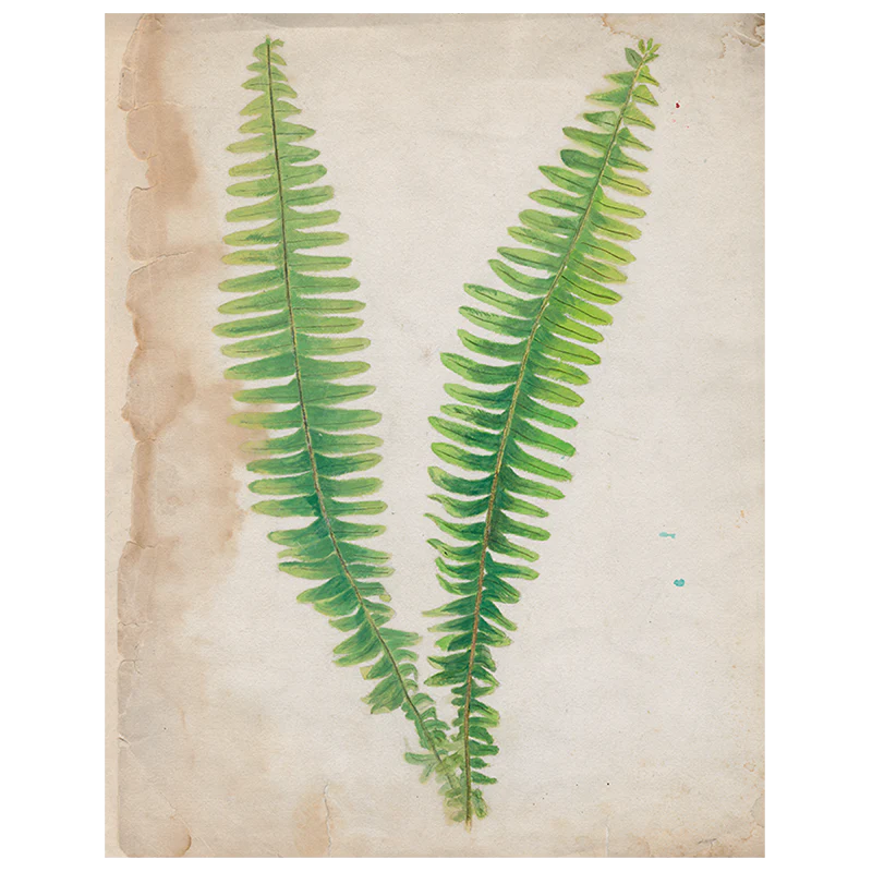 Painted Ferns (p 139)