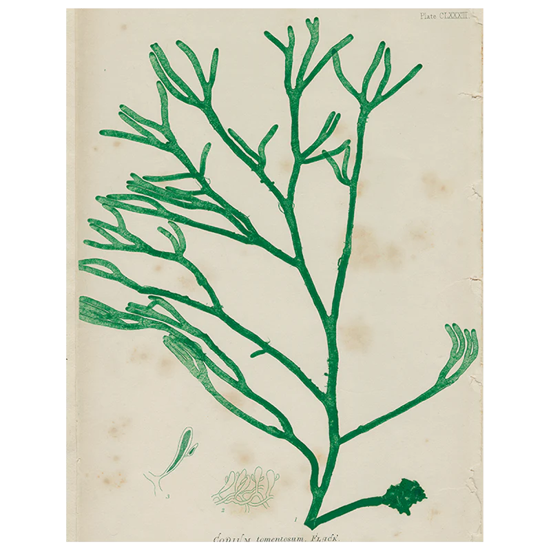 #16 Seaweed (CLXXXII) (p 143)