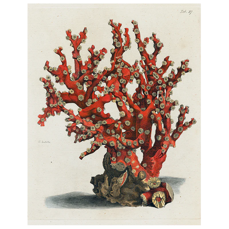 Coral Tab 37 (p 153)