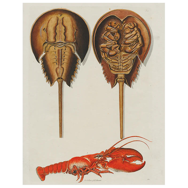 Horseshoe Crabs and Lobster (p 154)
