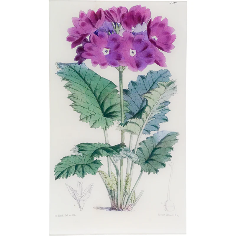 Primula Cortusoides (William Curtis Botanicals)