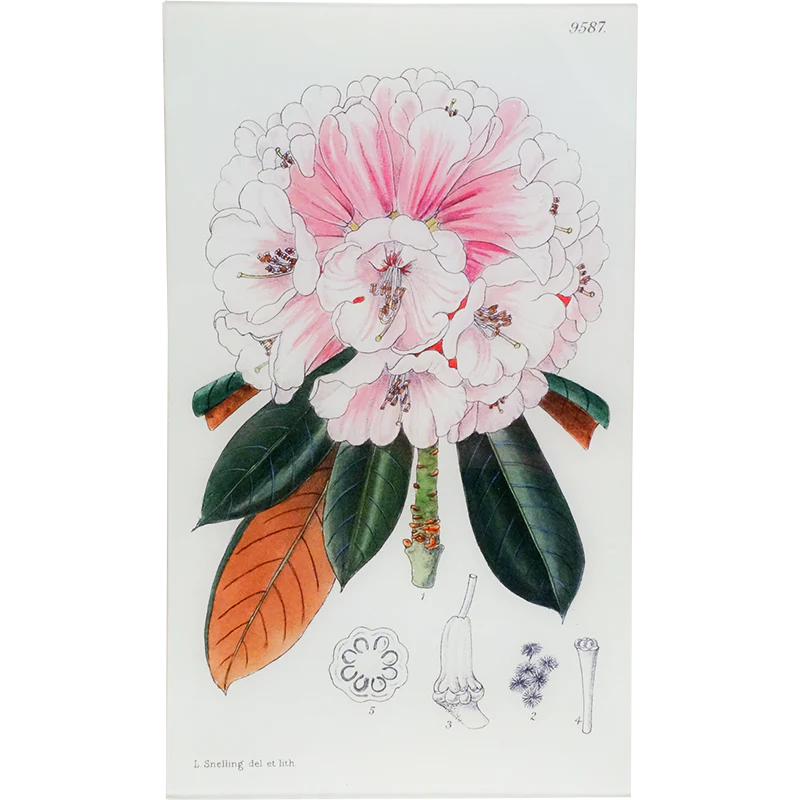 Rhododendron Fulvum (William Curtis Botanicals)
