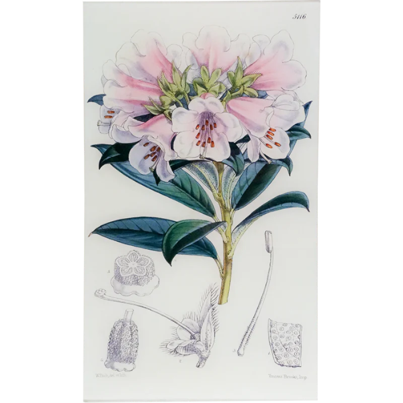 Rhododendron Wilsoni (William Curtis Botanicals)