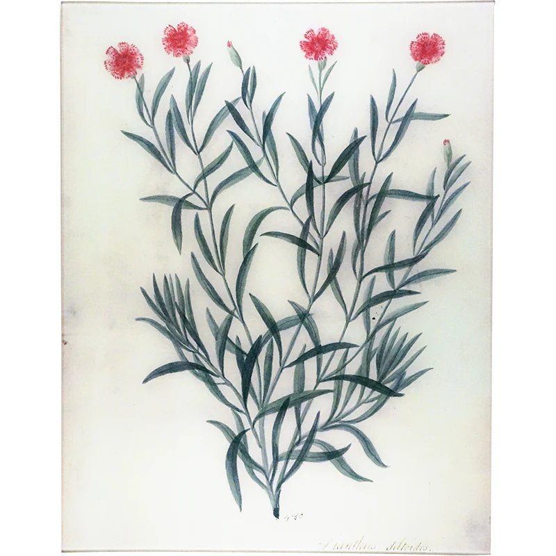 Dianthus