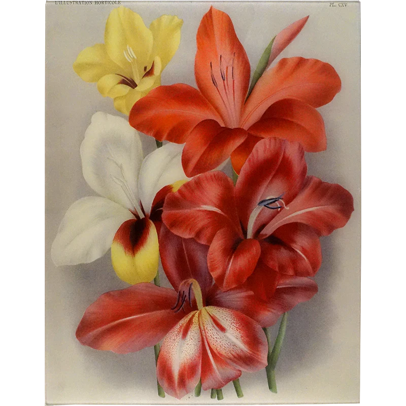 Gladiola