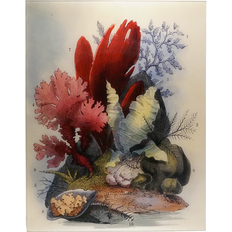 Seaweed Pl. 5