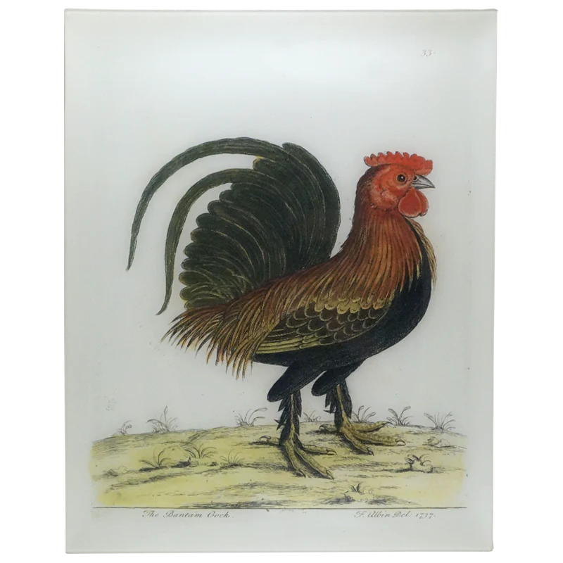 The Bantam Cock