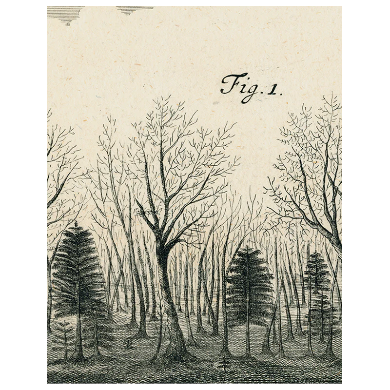 Bats in the Trees (p 169)