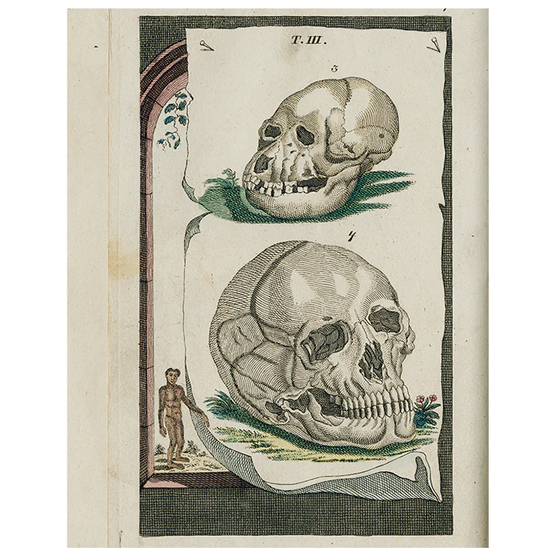Skulls (p 172)