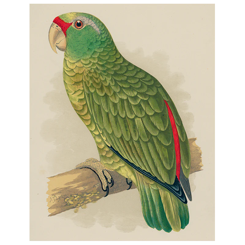 Amazon Parrot (p 178)