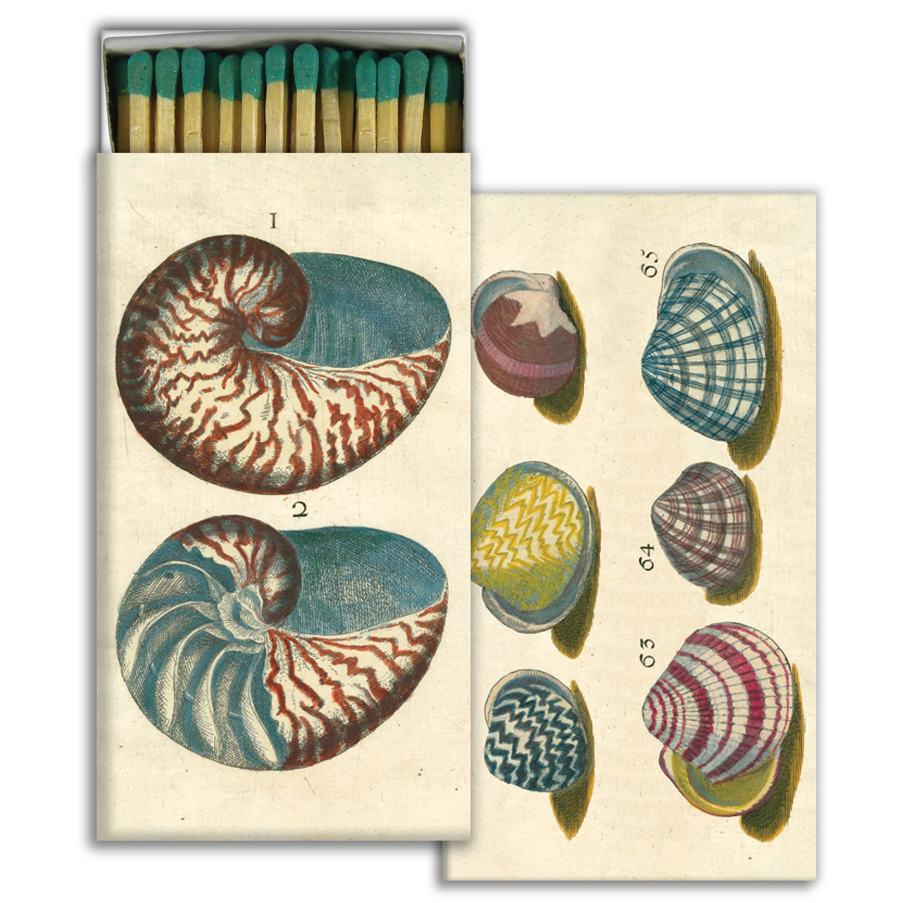 18th Century Shells
