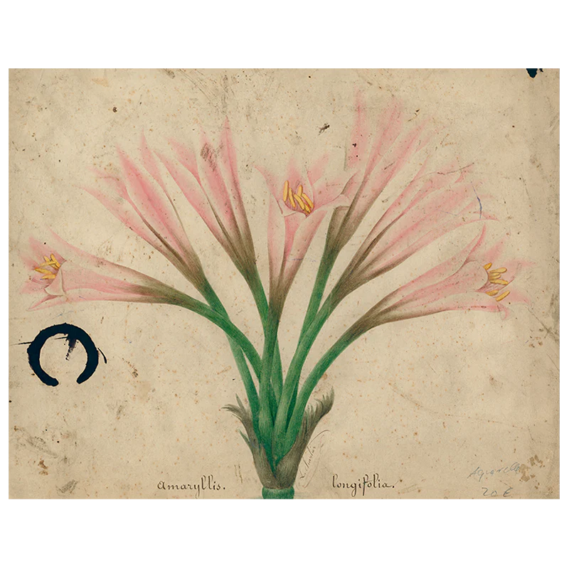Amaryllis (p 187)