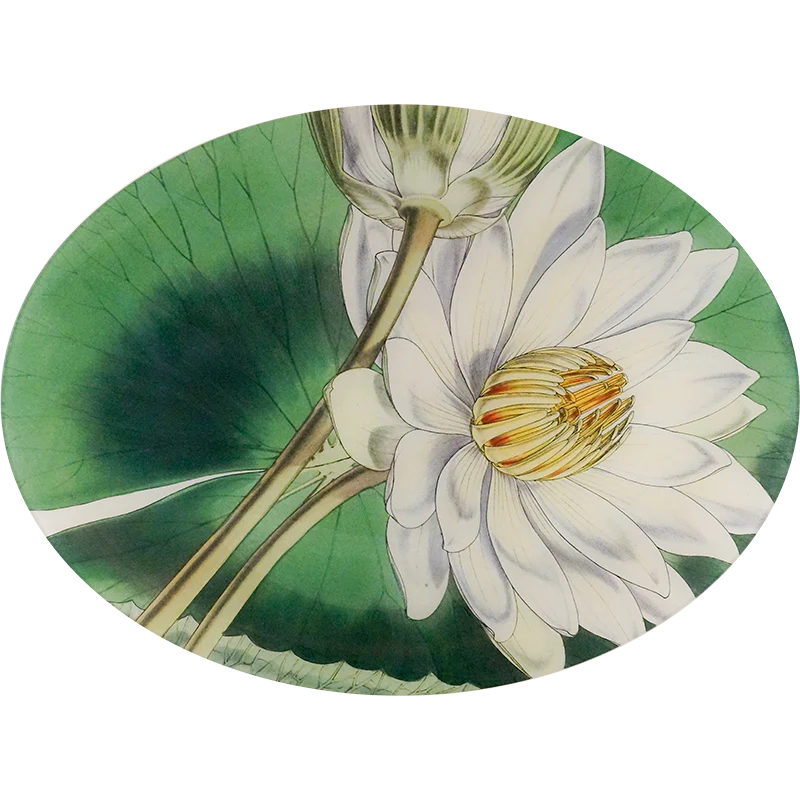 Nymphaea