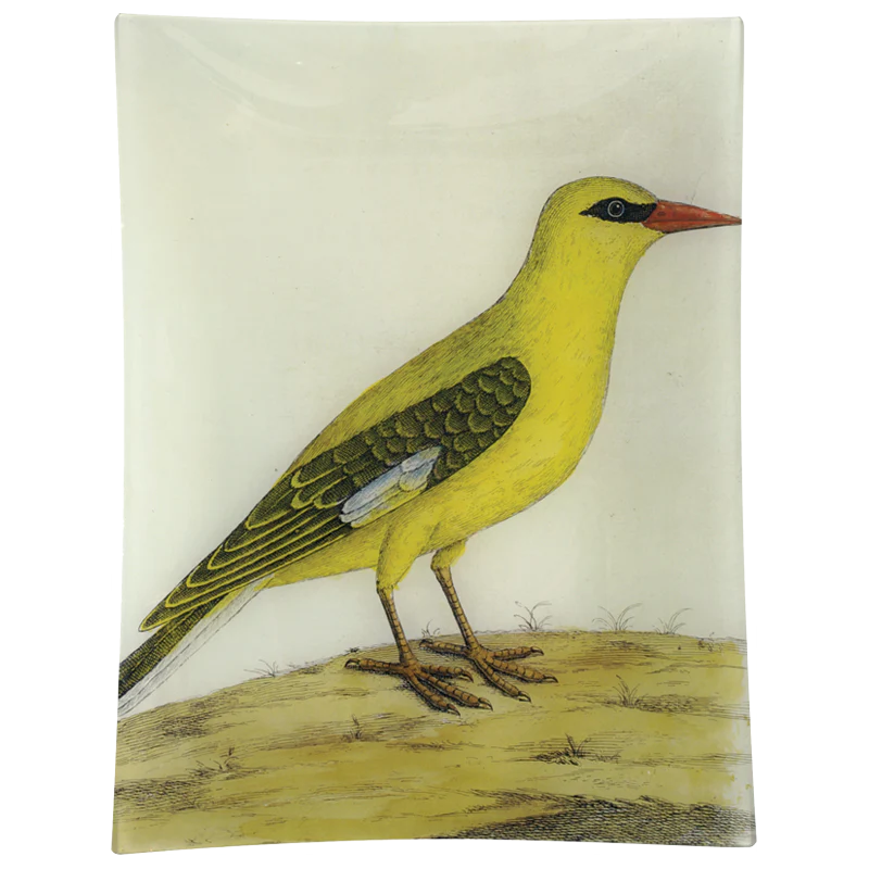 #20 - Bengali Yellow Bird
