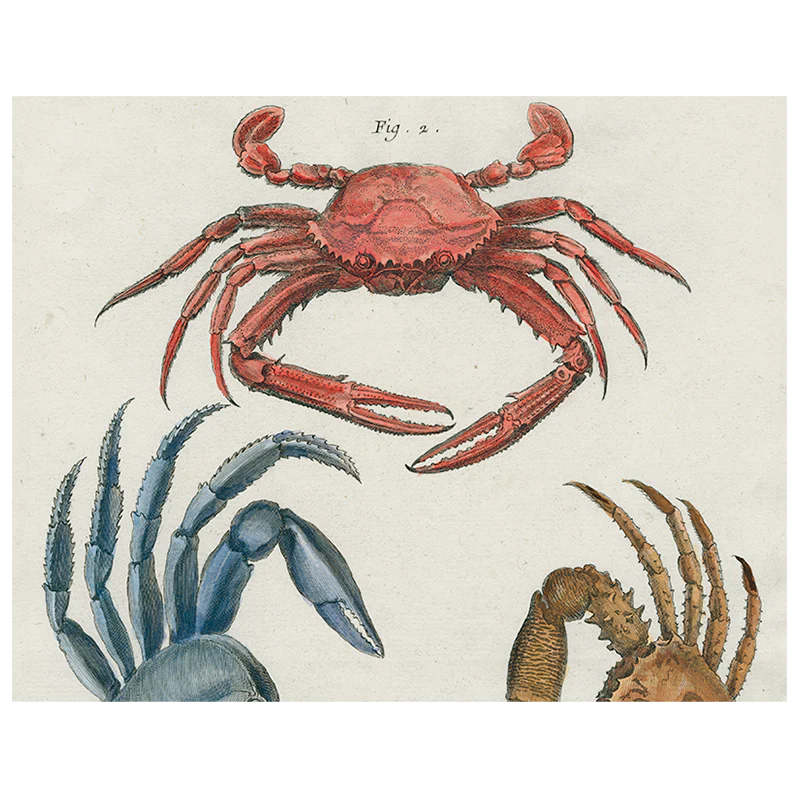 Crabs (p 195)