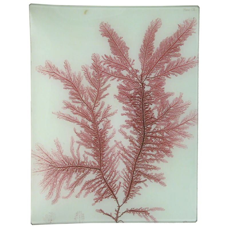#22 Seaweed (CX)