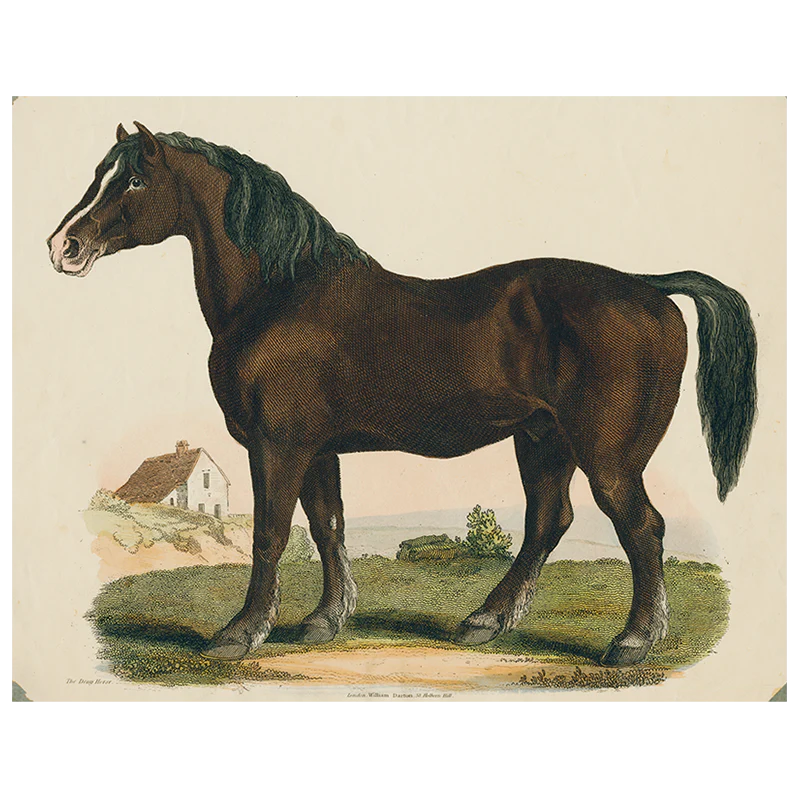 Dray Horse (p 211)